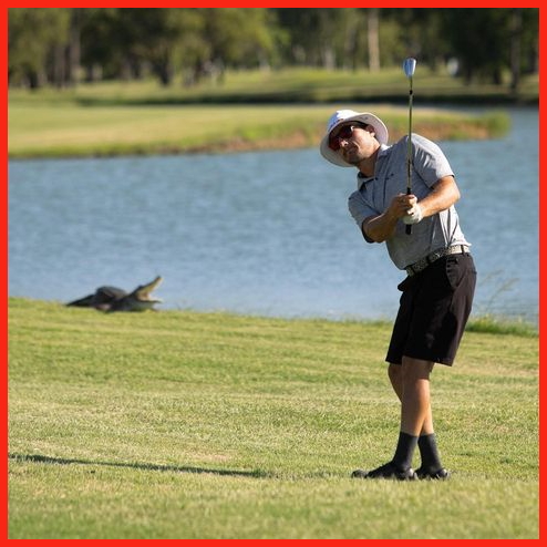 Ngày 18/01/2022 Jack Miller chơi golf trước sự chứng kiến của một con cá sấu
