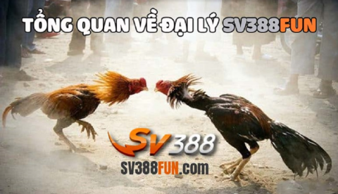 Tổng quan hệ thống đá gà SV388 Fun